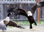 英雄联盟总决赛赛程-北美队伍在地球赛事中斩获佳绩，超越国际对手