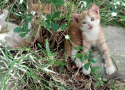 -从伯纳乌硝烟到圣西罗黄昏，当孔德在两场战争中完成接管艺术