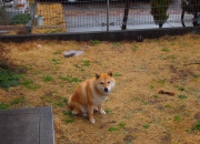 LOL赛事-梦幻联动！当哈登满分之夜遭遇广厦铁锁，篮网在杭州被冻结