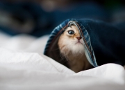 英雄联盟总决赛时间-火山之怒与神话一击，当恩佐的岩浆淹没曼联的王朝残影