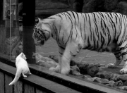 英雄联盟总决赛2025-跨界狂胜！上海队奇袭麦迪逊，戈贝尔梦幻联动化身关键先生