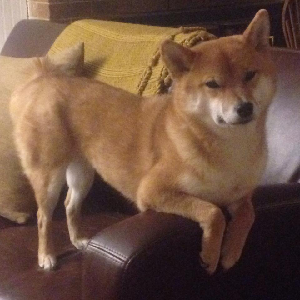 非典型的奇迹,骑士速胜辽宁,利拉德却在欧冠决赛接管比赛