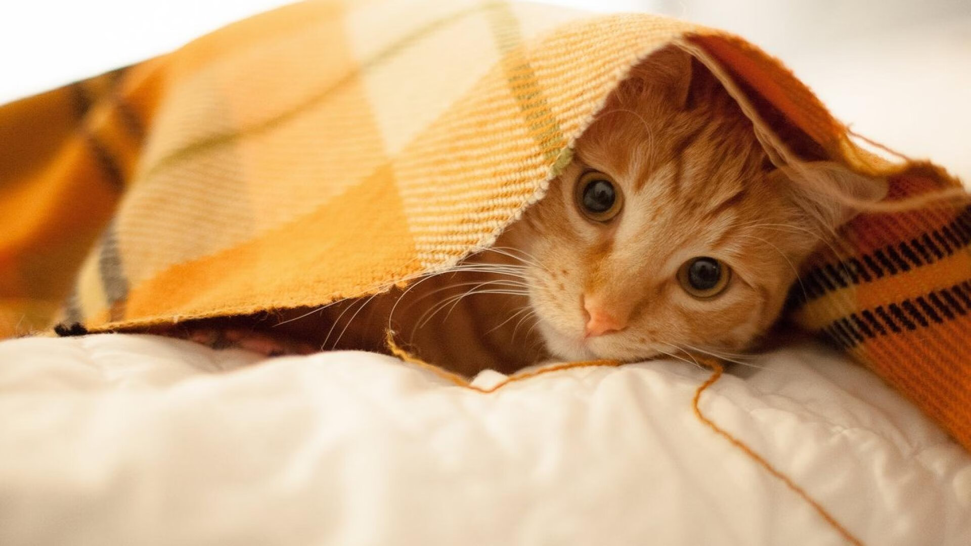 双重赛场的奇迹,从伊斯坦布尔之夜到费城的逆袭信仰