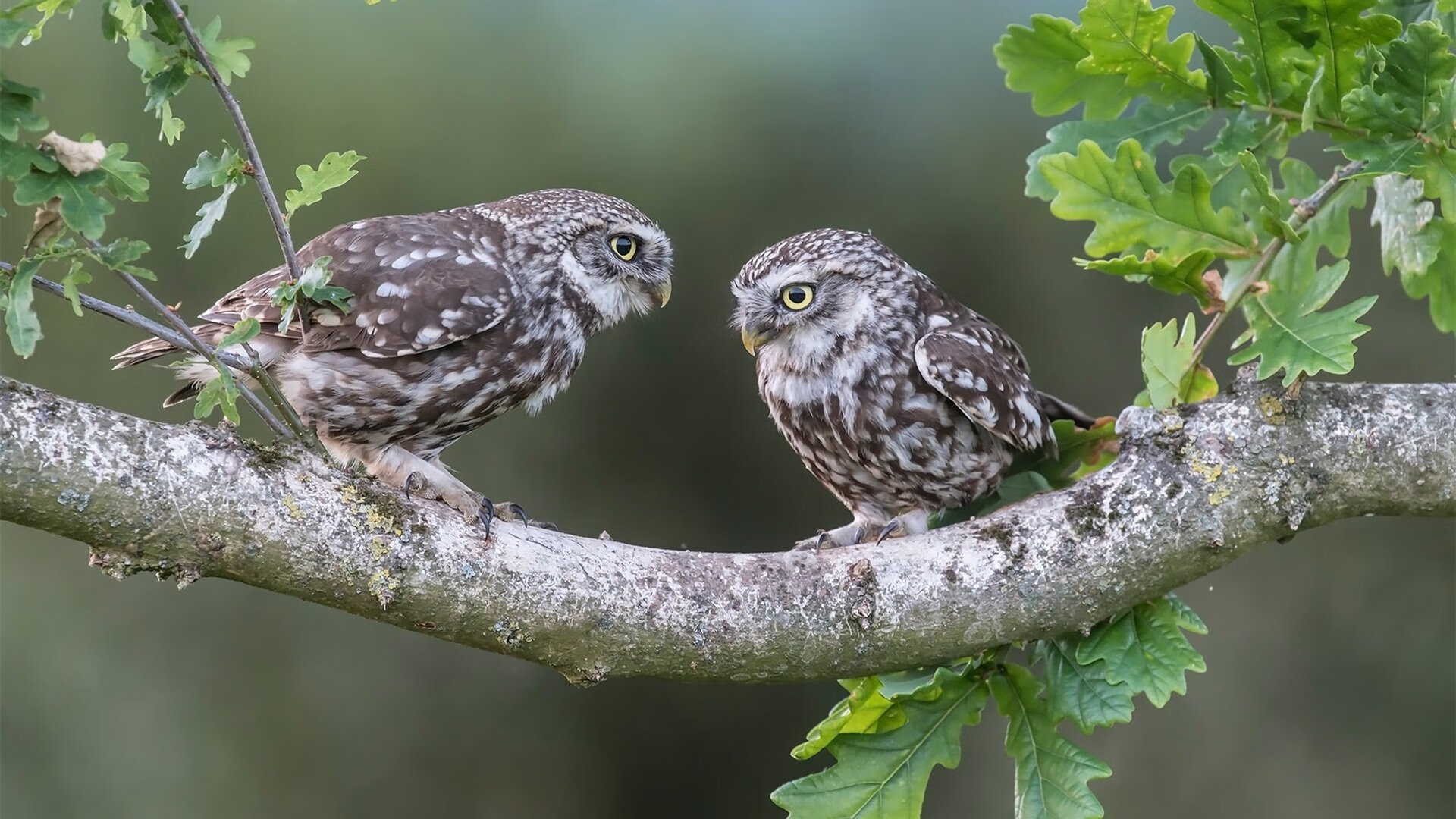 摩纳哥贵族赛道,给希腊新贵的优雅一课