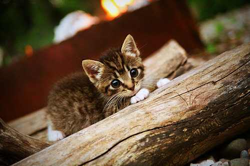 独一无二的对决，西亚卡姆如何在篮网巅峰之战中定义关键先生