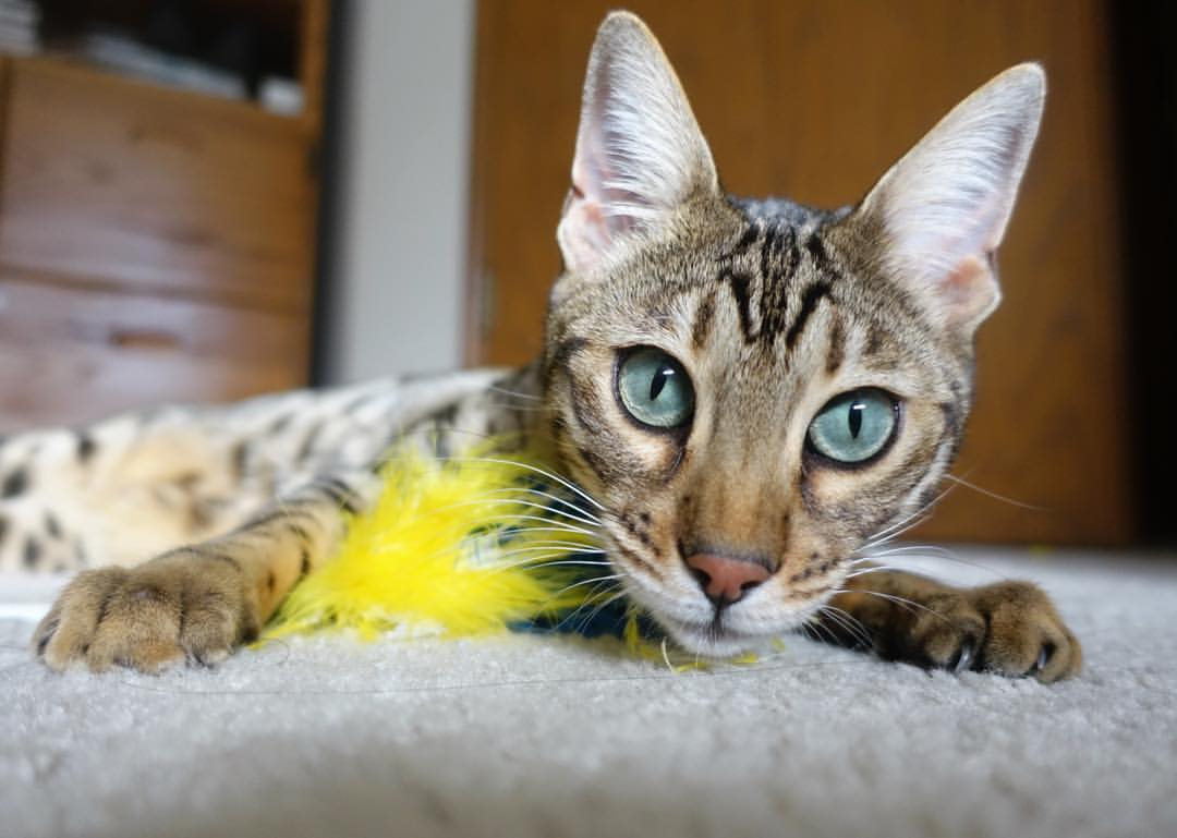 量子涨落，黄蜂单节风暴与格林德甲加冕的同一性证明