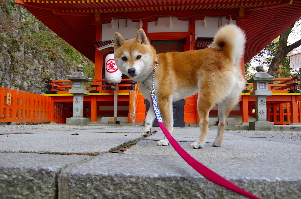 金玟哉决胜抢七,韩国强势击败德国,亚洲铁卫接管比赛