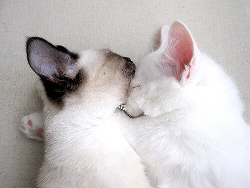 当欧冠的星光照进南半球场，一场关于时间的哲学对决