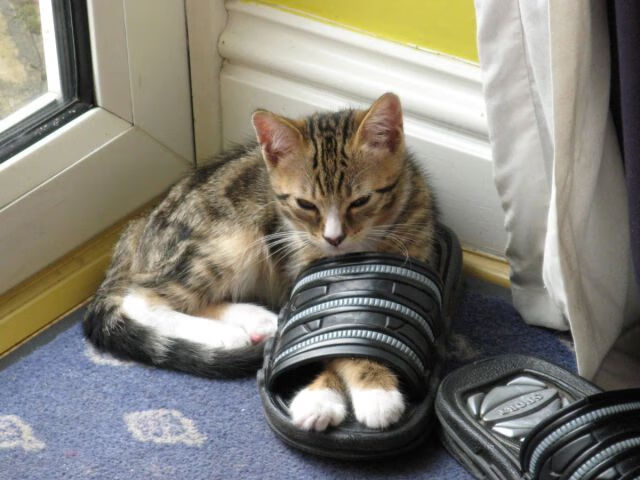 勇士七人得分上双,团队篮球击溃东契奇44分之夜