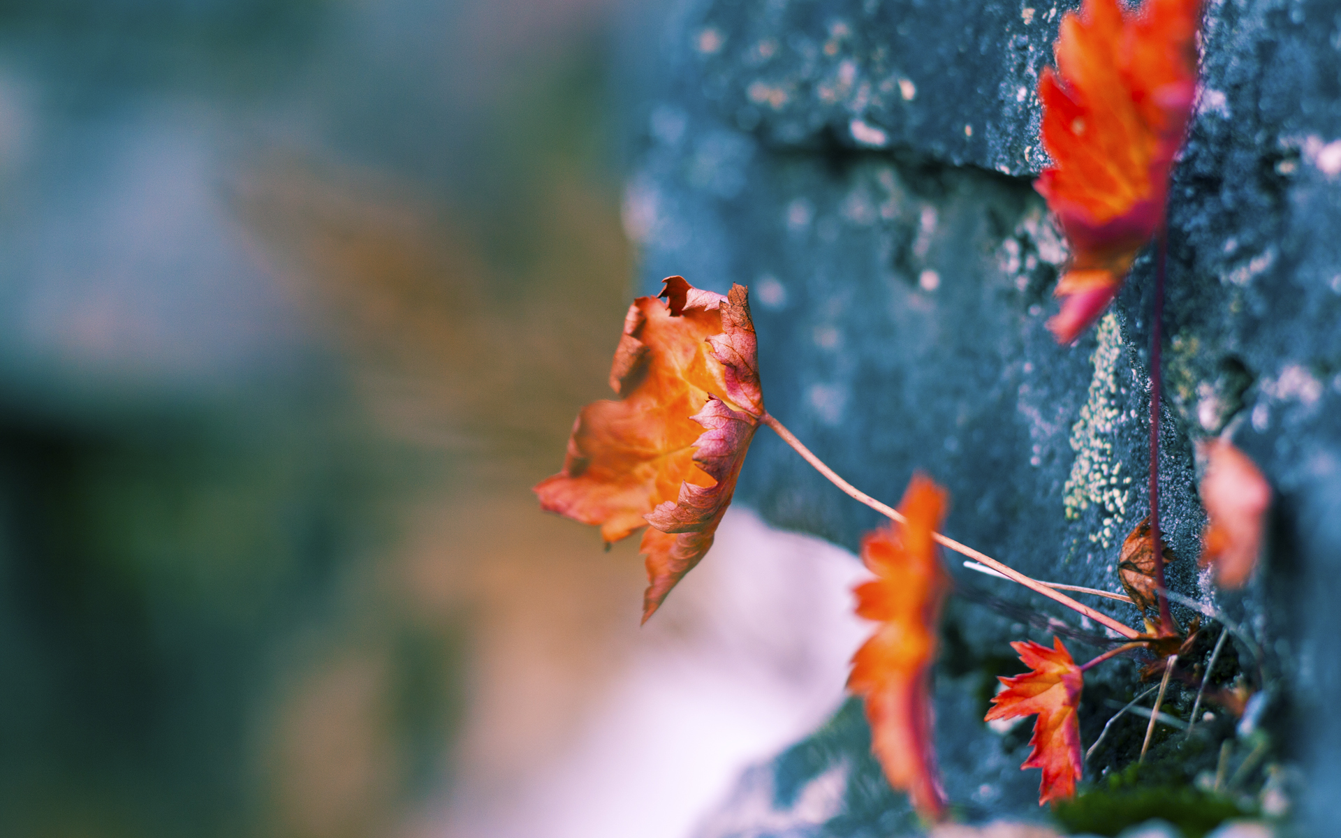 暴力美学终结悬念,圣保罗的孤线在熊吼中稳定延伸