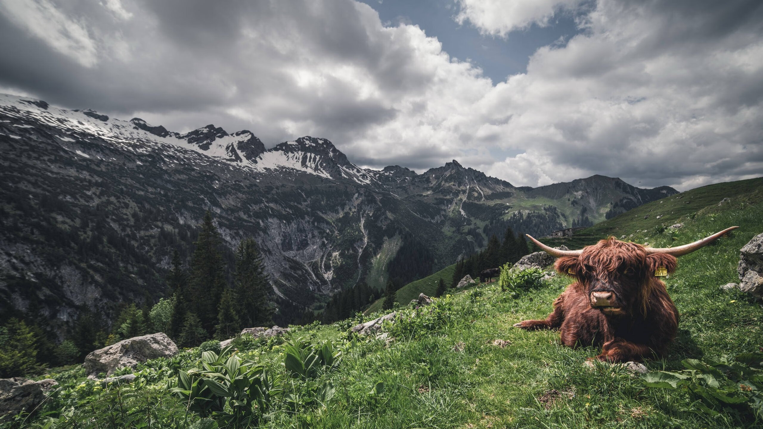 数据穿越未来，凯尔特人算法如何制霸浙江队